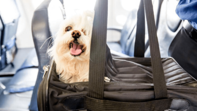 frontier airlines pet policy