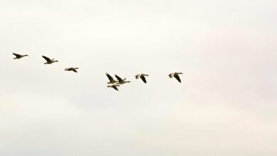 cloud migration strategy insights