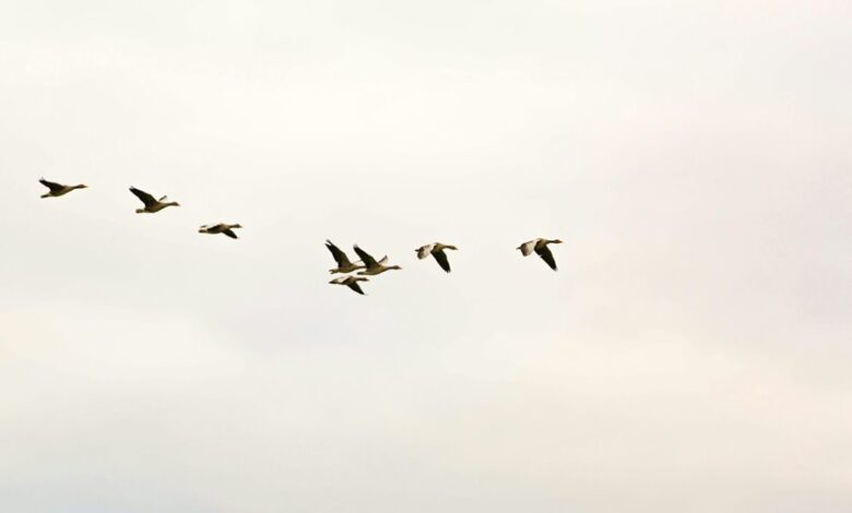 cloud migration strategy insights