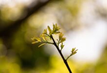 radiant node start 210 586 2011