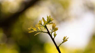 radiant node start 210 586 2011