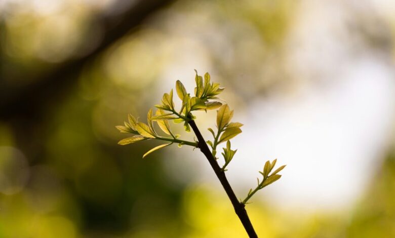 radiant node start 210 586 2011