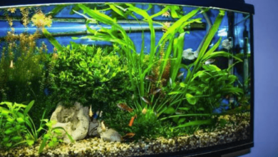 Behind the Glass: What Makes a Reliable Acrylic Aquarium Manufacturer