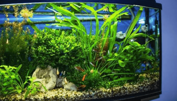 Behind the Glass: What Makes a Reliable Acrylic Aquarium Manufacturer